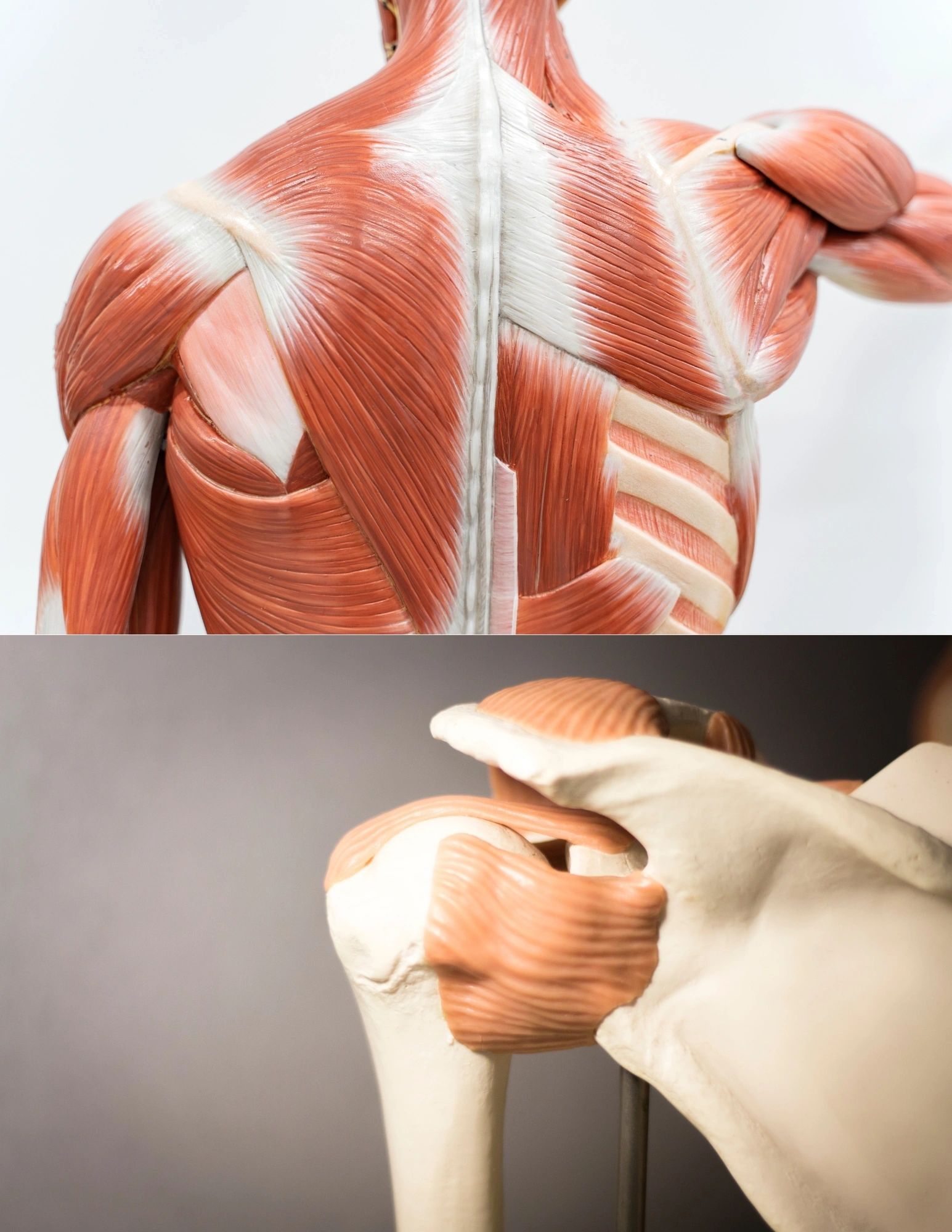 Scapular Muscles and the Rotator Cuff Serve as support to the shoulder joint and control with reach overhead.