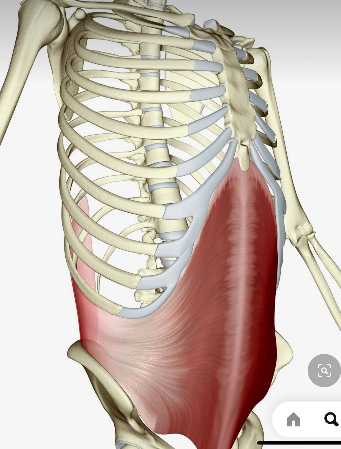 Transverse Abdominis